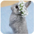 新兔子壁纸高清版